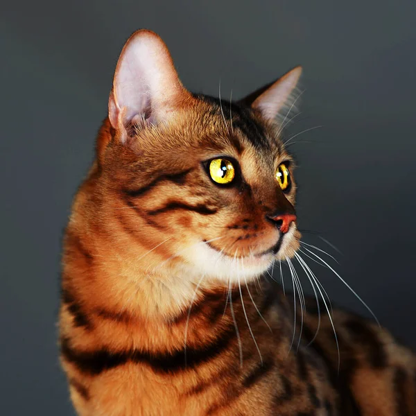 Bengal cat, spotted color, graceful, meows and purrs, hisses and arches its back, cat pet, favorite animal, on a gray background, large yellow eyes, short-haired, pet supplies, pet store