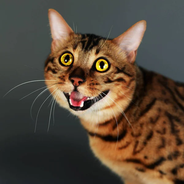 Bengal cat, spotted color, graceful, meows and purrs, hisses and arches its back, cat pet, favorite animal, on a gray background, large yellow eyes, short-haired, pet supplies, pet store