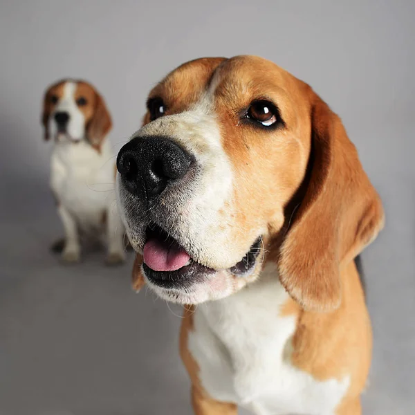 Beagle is a wonderful breed of dog. best friend, pet, pet, playing and enjoying life with the owner, two dogs two friends, puppies, long ears, spotted coloring, pet supplies, pet store, wet nose, wagging tail