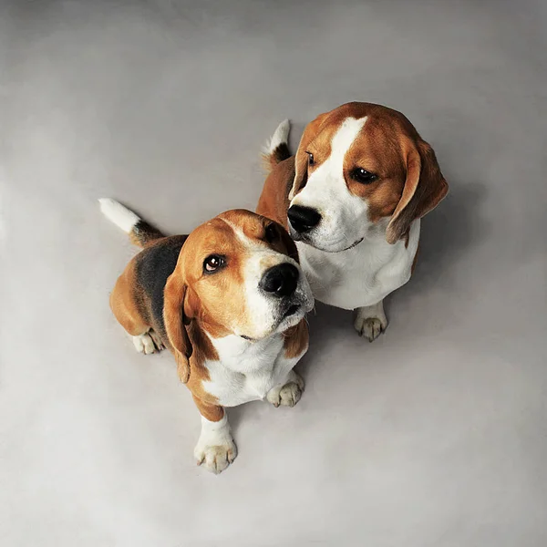 Beagle harika bir köpek cinsidir. En iyi arkadaş, evcil hayvan, evcil hayvan, ev sahibi, iki köpek, iki arkadaş, köpek yavrusu, uzun kulaklar, benekli boya, hayvan malzemeleri, evcil hayvan dükkanı, ıslak burun, sallanan kuyruk