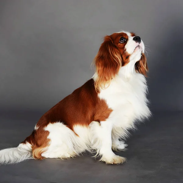 Cavalier Charles Spaniel Una Meravigliosa Razza Cane Migliore Amico Animale — Foto Stock