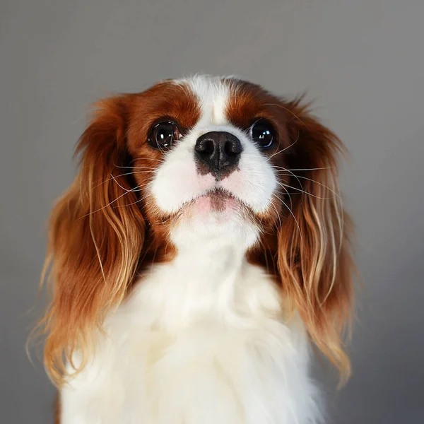 Cavalier king Charles Spaniel, a wonderful breed of dog, best friend, pet, pet, my favorite puppy, long ears, fluffy dog, pet store, pet supplies, yellow background and gray, the wind blows, the dog smiles plays and rejoices, wet nose