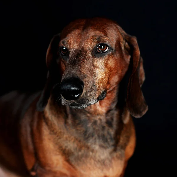 thick large Dachshund aged on a gray background and black background, photo shoot in the Studio, favorite pet, pet, long ears and short paws, pet store, pet supplies, best friend