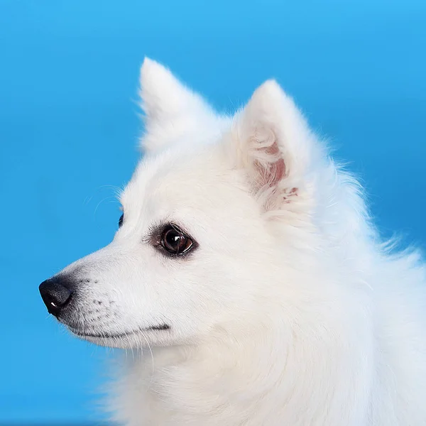 Uzun Saçlı Güzel Beyaz Bir Köpek Mavi Pembe Gri Arka — Stok fotoğraf