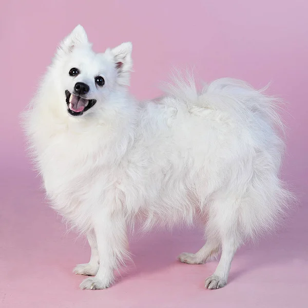 Vacker Vit Fluffig Hund Med Långt Hår Japansk Spitz Blå — Stockfoto