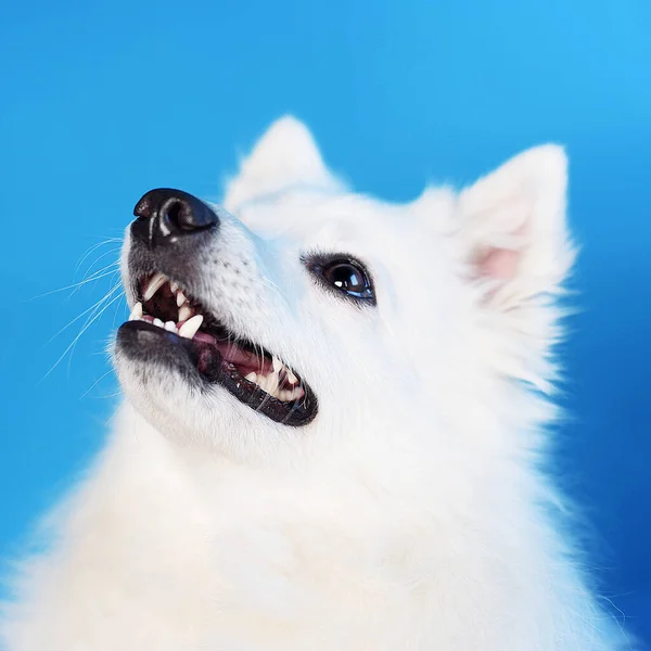 Uzun saçlı güzel beyaz bir köpek, mavi pembe ve gri arka planda Japon Spitz 'i, bir Spitz arka ayakları üzerinde dans edebilir, yanında çiçekler yatar. Bu sevimli köpek sana gülümsüyor.
