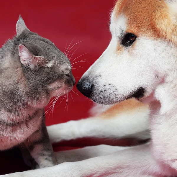 Akita inu cinsi, ıslak burunlu, büyük kırmızı köpekli gri kedi ya da Kuril kısa kuyruklu arkadaşlar. Kırmızı arkaplanda
