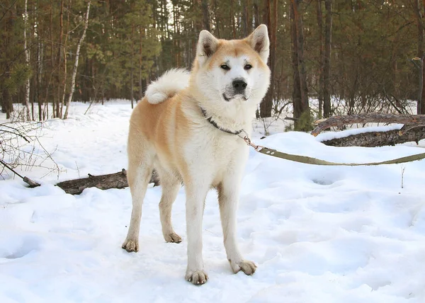 Ein Schönes Mädchen Geht Mit Einem Roten Hund Akita Inu — Stockfoto