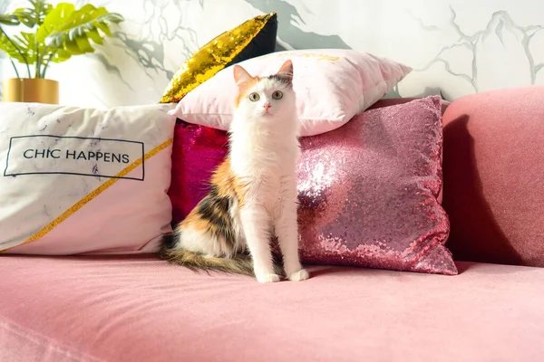 Evdeki Pembe Kanepede Renkli Şirin Kedi — Stok fotoğraf
