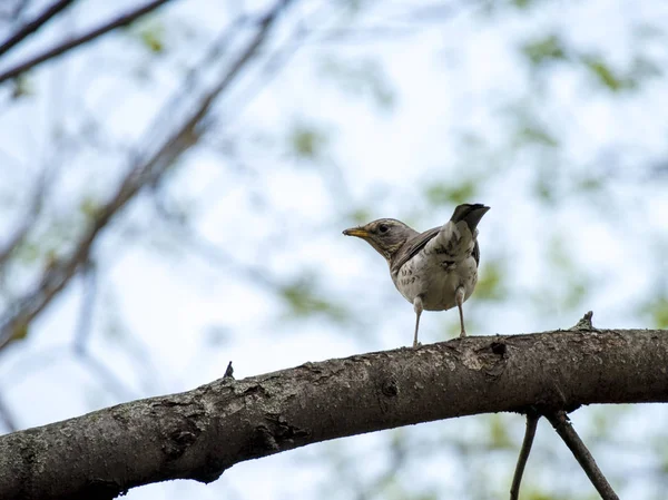 Birds in wildlife. Vue d'un bel oiseau qui se trouve sur une branche sous le soleil paysage. Ensoleillé, incroyable, image de moineau . — Photo