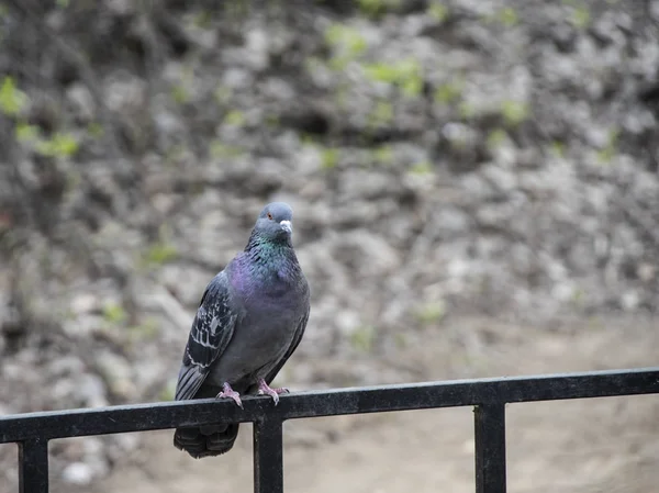 Taube auf Geländer im Park. erstaunliche Vögel. Frühling Natur mit Vogel. — Stockfoto