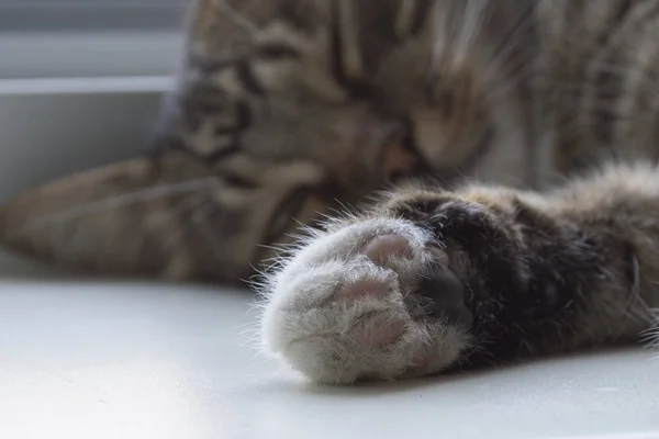 Κινηματογράφηση σε πρώτο πλάνο πόδι γούνινος γάτα. Χαριτωμένο γάτα. — Φωτογραφία Αρχείου