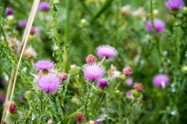 Silybum marianum (Süt devedikeni), Tıbbi bitkiler.