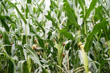 Yeşil mısır bir Kuban sahada. Yaz aylarında yeni Mısır.