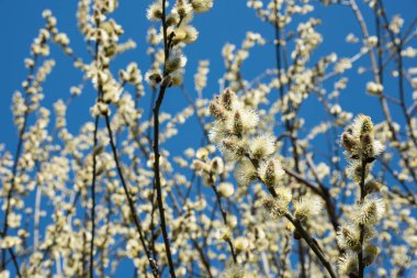Salix caprea keçi söğüt doğal arka plan - sarı tomurcukları bahar. Bahar çiçekli keçi söğüt (Salix caprea)