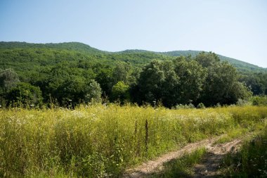 Pastoral manzara taze yeşil çayırlar ve çiçek açan çiçekler ve dağ içinde belgili tanımlık geçmiş. Orman yolu. Manzara.