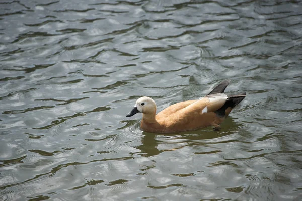 Fåglar i djurlivet. Visa en anka fågel i parken. vackra gräsand i vattnet. — Stockfoto