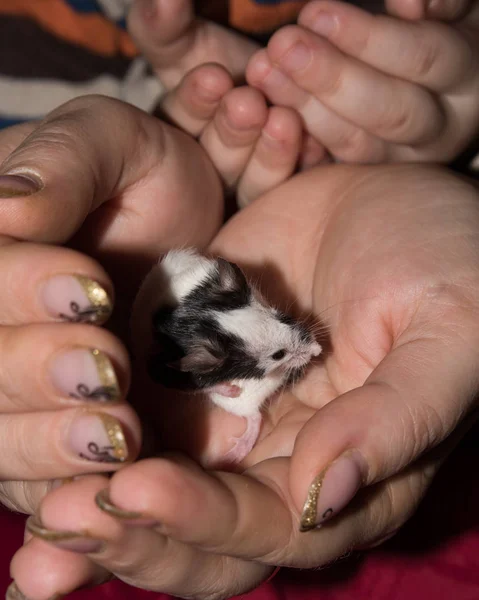 Декоративная мышь в руках. Мыши на руках у ребенка . — стоковое фото