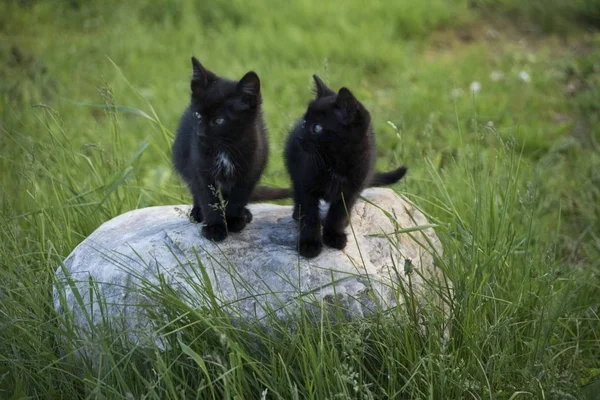 Zwarte kittens op de steen op de achtergrond van het groene gras. Zwart katje buitenshuis. — Stockfoto