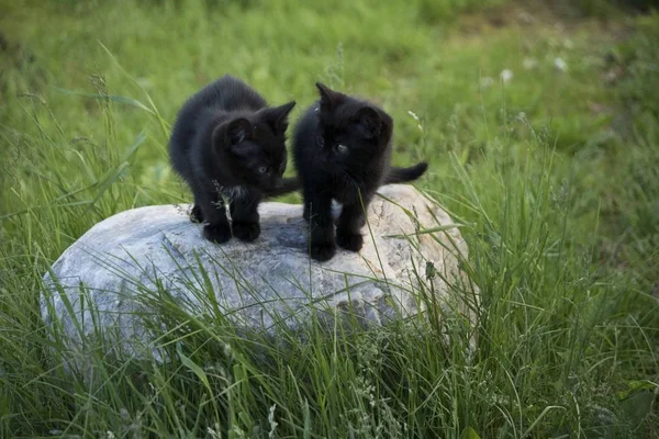 Gatitos negros en la piedra en el fondo de hierba verde. Gatito negro al aire libre . — Foto de Stock