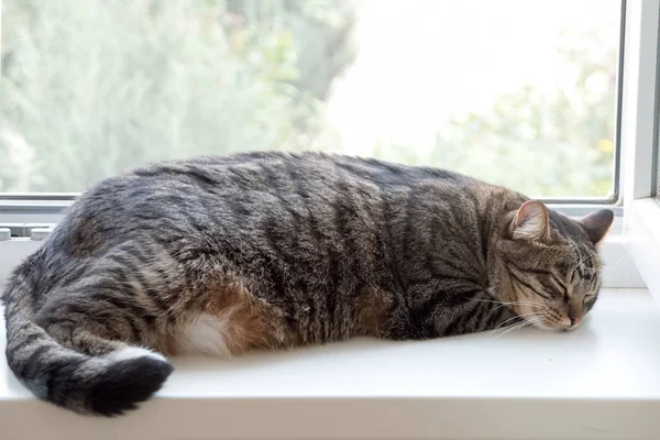 O gato está a dormir. Tão doce cochilo gato . — Fotografia de Stock