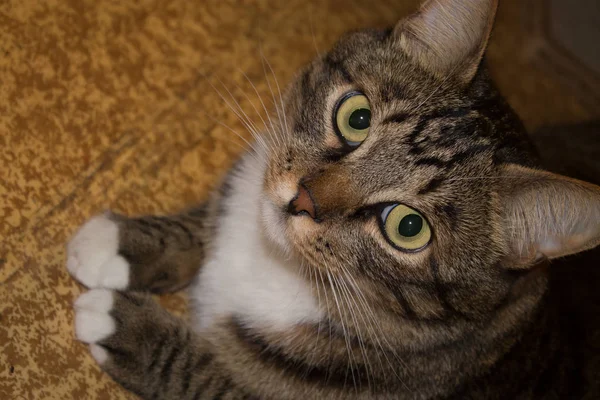 Cat portrét zavřít nahoru, pouze hlavou oříznutí, kočka v světle hnědé a smetana se doznává pohled na diváka s prostorem pro reklamní a text, kočičí hlavy. Krásná kočka. — Stock fotografie