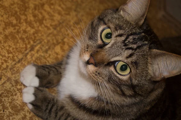 Retrato de gato de cerca, solo la cosecha de la cabeza, gato de color marrón claro y crema mirando con mirada suplicante al espectador con espacio para la publicidad y el texto, cabeza de gato. Hermoso gato . —  Fotos de Stock