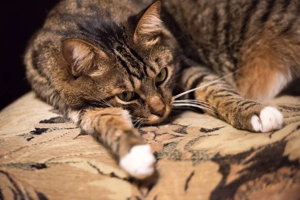 Gato, gato descansando em um sofá no fundo borrão, gato engraçado bonito de perto, gato doméstico, gato relaxante, gato descansando, gato brincando em casa, gato elegante — Fotografia de Stock