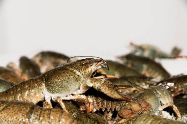 alive crayfish isolated on white background, live crayfish closeup, fresh crayfish. Beer snacks, river crayfish clipart