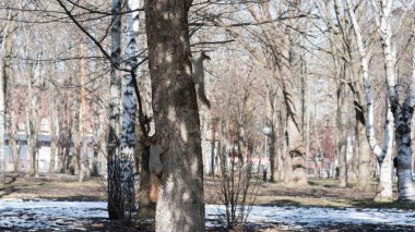 Ağaçta asılı sincap