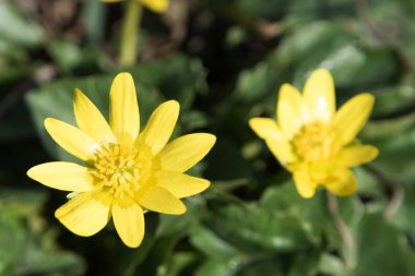 Baharda ilk çiçekler.