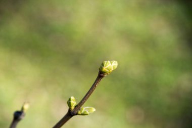 Bahar parkta yeni çiçekli ağaçlar.