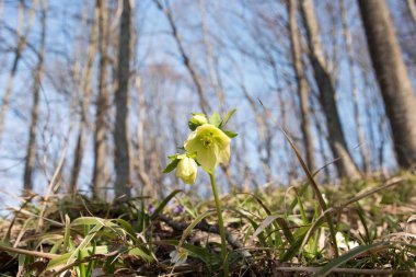 Baharda ilk çiçekler.