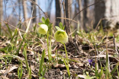 Baharda ilk çiçekler.