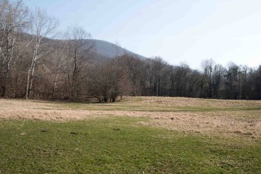 orman yolu. manzara.