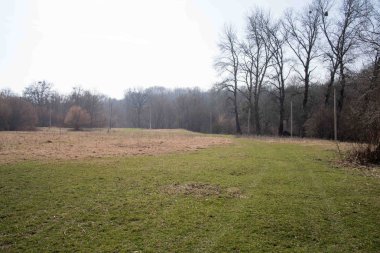 orman yolu. manzara.