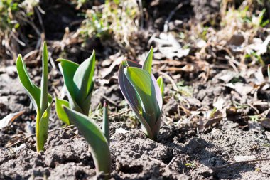 Baharda ilk çiçekler.