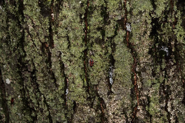 old wood tree bark texture with green moss, tree bark, bark photo, bark background, bark macro, forest tree, tree texture, bark texture