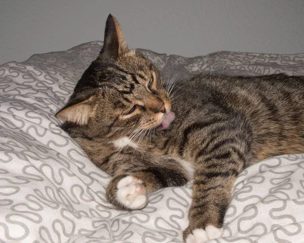 Gato, gato descansando em um sofá no fundo borrão, gato engraçado bonito de perto, gato doméstico, gato relaxante, gato descansando, gato brincando em casa, gato elegante — Fotografia de Stock