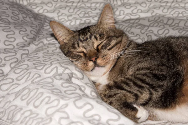 Γάτα, αναπαύεται γάτα σε ένα καναπέ σε Θάμπωμα φόντου, χαριτωμένο αστείο γάτα εσωτερικη, εγχώριο γάτα, χαλαρωτικό γάτα, γάτα ανάπαυσης, γάτα παίζει στο σπίτι, κομψός γάτα — Φωτογραφία Αρχείου