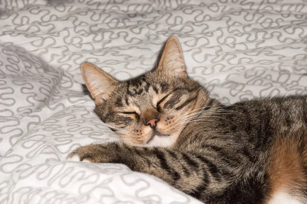 Gato, gato descansando en un sofá en fondo borroso, lindo gato divertido de cerca, gato doméstico, gato relajante, gato descansando, gato jugando en casa, gato elegante —  Fotos de Stock