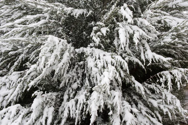 大雪の下のブランチ — ストック写真