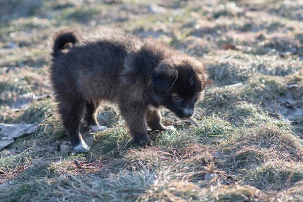 Muito bonito cachorros negros . — Fotografia de Stock