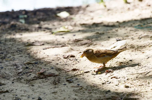 Sparrow on the leaves of bush in nature, note shallow depth of park. — Stock Photo, Image