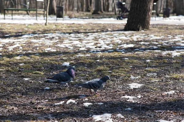 Pigeons oiseaux gris — Photo