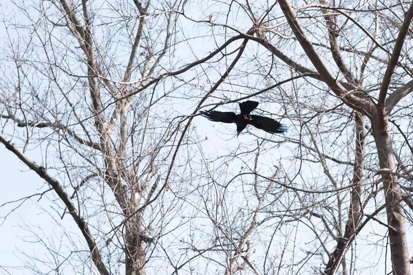 Pták - flying černá společné Havraní koryta stromy — Stock fotografie