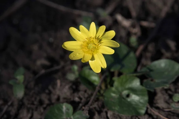 Die ersten Blüten im Frühling. — Stockfoto