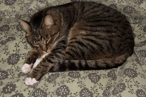 Kočka, kočka odpočívá na pohovce v rozostření pozadí, roztomilý funny kočka zblízka, relaxační kočka, kočka odpočívá, kočka domácí, elegantní kočka kočka hraje doma — Stock fotografie