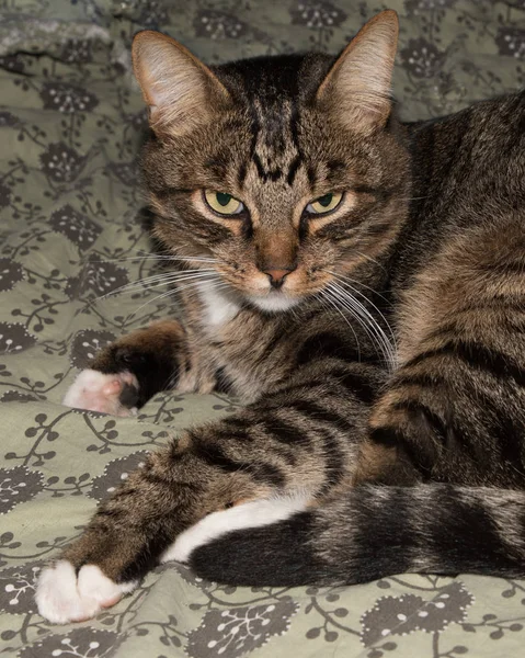 Gato, gato descansando en un sofá en fondo borroso, lindo gato divertido de cerca, gato doméstico, gato relajante, gato descansando, gato jugando en casa, gato elegante —  Fotos de Stock