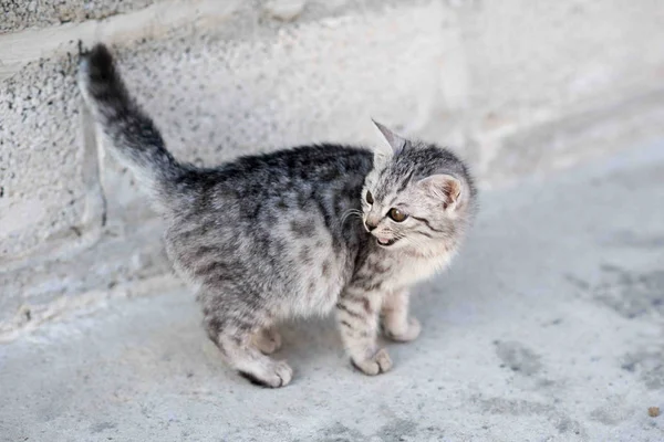 Retrato de gato de cerca — Foto de Stock